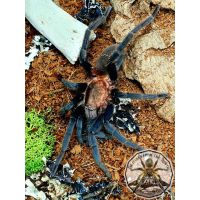 Holothele longipes / Dwarf pink tarantula  ADULT   [AF]